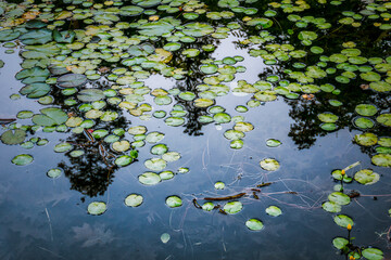 Green Lilypads float on a shallow pond with th e sky reflected in the water