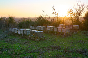 Beehives for apiculture in the countryside