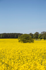 Yellow Flowering Rape Fields In Germany