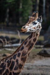 portrait of a giraffe