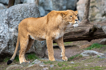 Fototapeta na wymiar a lion cub