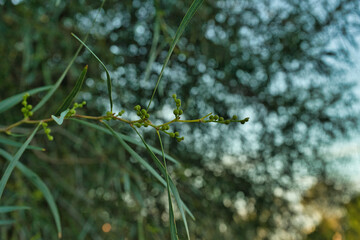 Acacia before flowering. Mimosa, retinodes.