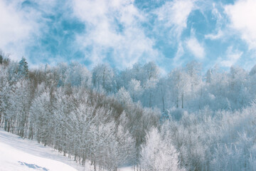 snow covered trees in the mountains