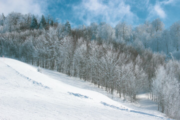 Dramatic snow view in mountain during winter season. Snow background and frozen trees. Majestic nature with blue sky and snowy trees. Snow scenery background. Tranquil winter view with snow.