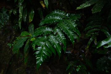 beautiful large deep green leaves from the Panamanian rain forest