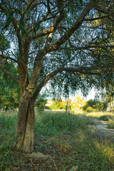 Acacia tree before flowering. Mimosa, retinodes.