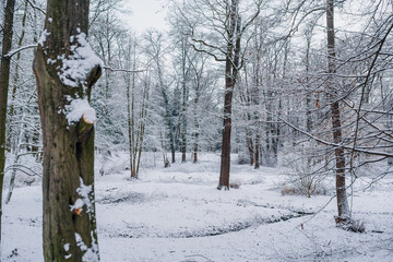 Winter Landscape. Tree Covered with Snow in Winter.