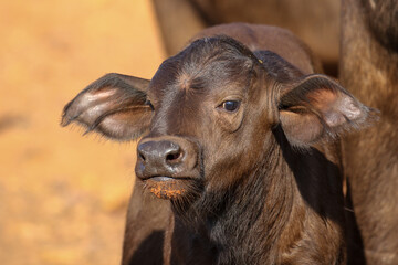 Cape Buffalo Calf, South Africa © Kim