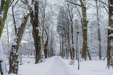 Winter Landscape. Tree Covered with Snow in Winter.