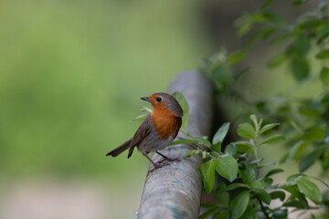 Fototapeta premium Rouge gorge posé sur balustrade dans la nature 