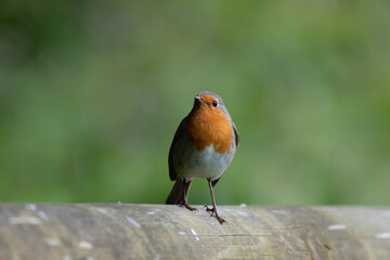 Rouge gorge posé sur balustrade dans la nature 