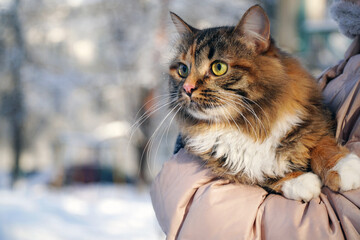 The cat sits on his hands in the winter in nature outside