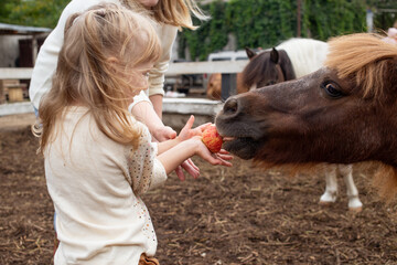 little girl feeding pony horse with apple in equestrian club