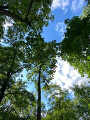 Obraz premium Green forest