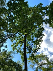 Obraz premium Green forest