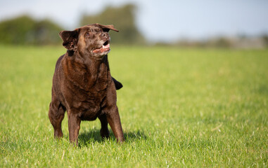 Funny brown Labrador looking sideways on the grass