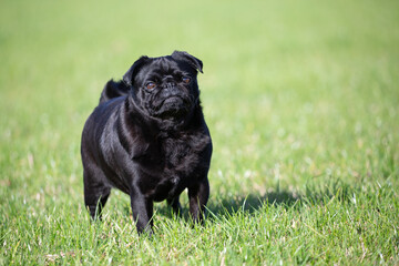 small black pug on the grass