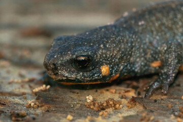 Closeup on a terrestrial adult Chuxiong blue tailed fire-bellied newt, Cynops cyanurus