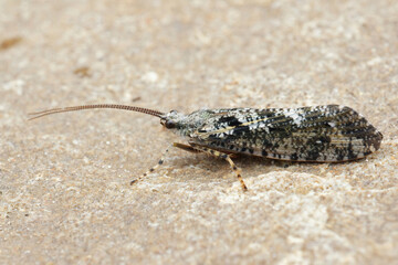 Closeup on a black and white Caddisfly, Agrypnia varia sitting on a stone