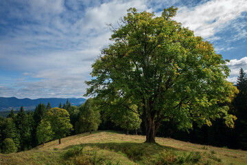 Fototapeta na wymiar Sole green oak tree on the hill.