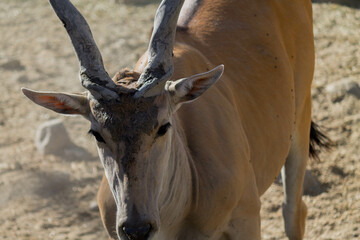 Antilope