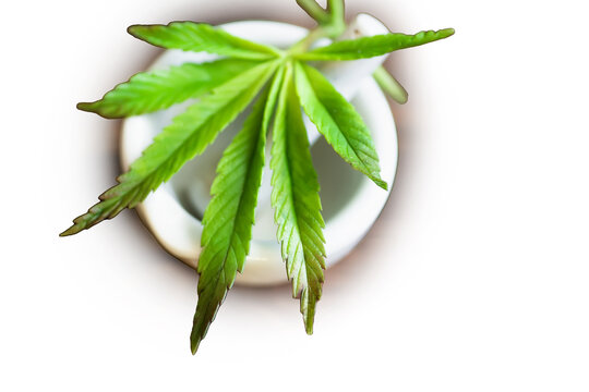 young cannabis leaf grown on a plantation for medical needs. Hemp plant on an apothecary mortar at an herbalist on white background