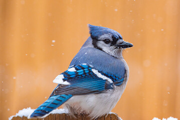 Blue Jay bird posing for photo on fence on snowy day