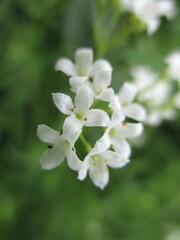 Aspérule glauque (Galium glaucum) fleurissant dans une prairie 