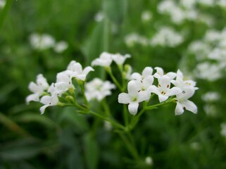 Waxy bedstraw (Galium glaucum) flowering in a meadow.