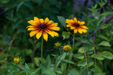 Rudbek blooms in the garden in summer