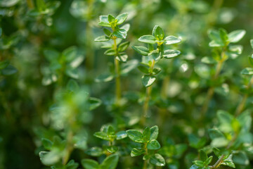 Fototapeta na wymiar Close up of Fresh green thyme herb plants in spring and summer organic garden