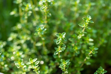 Fresh green thyme herbs growing in a spring summer herb garden in southern maryland