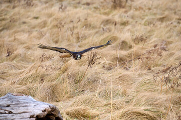 Red-tailed hawk hunting in a field.