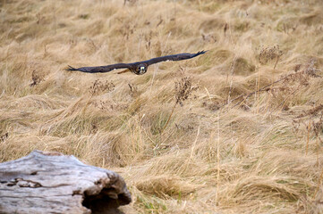 Red-tailed hawk hunting in a field.