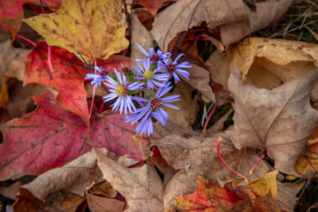 Autumn Flower