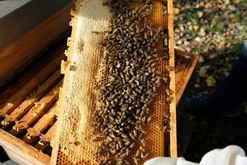 FU 2020-10-31 BienenHelmut 36 Auf den Bienenwaben sitzen viele Bienen