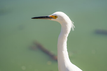 Close-up of Snowy egret (Egretta thula). 