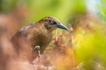 Close-up of a Great-tailed Grackle (female) 