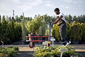 black male gardener transferring plants in garden with wheelbarrow, walks with it, farmer man holds...