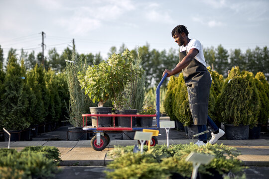 black male gardener transferring plants in garden with wheelbarrow, walks with it, farmer man holds cart with palnts and walks with it along the path in garden, takes care of trees, flowers