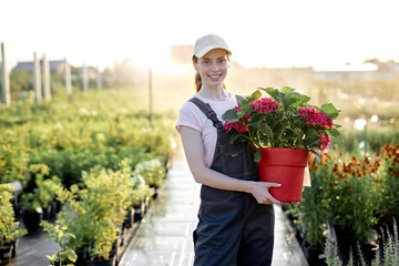 pretty female gardener caring houseplant and flowers in outdoors greenhouse garden. portrait of happy cheerful lady in cap and uniform holding blooming flower in pot and looking at camera