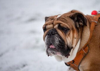 Obraz premium Portrait of Red English British Bulldog out for a walk standing on the snow in winter day