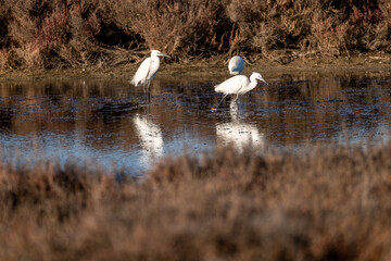 Three Egrets with their feet in the water are reflected in the water



