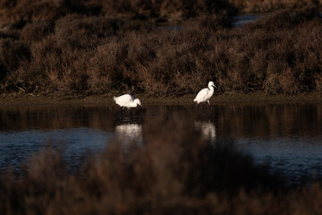 snowy egret in the marsh