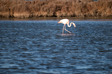 flamingo in the water