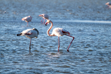 flamingo in the water