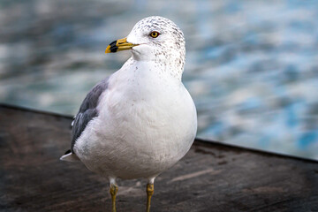 Seagull at the harbor. Close-up