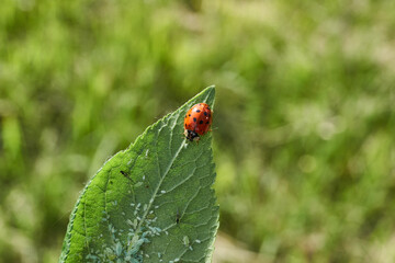 Ladybug (lat. Coccinellidae) destroys aphids on leaves and saves plants from death.