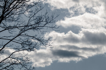 Black bare tree branches silhouette on blue cloudy dramatic sky. Serene natural background