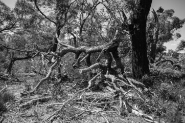 tree in the forest